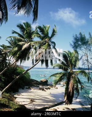 Die Seychellen. Mahé. Tropischer Strand. Stockfoto