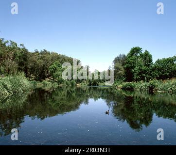 Australien. Sydney. Lane Cove River Park. Stockfoto