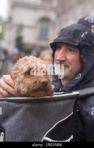 London, Großbritannien. , . Krönungsschmuck, iranische Royalisten und Benjamin Dog. London, Großbritannien. Royalisten schwenken mit einer Fahne aus der Schah-Ära, und der 2 Jahre alte Benjamin Dog verleiht ihm seine Anerkennung. Kredit: Peter Hogan/Alamy Live News Stockfoto