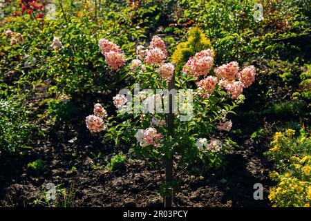 Schöne Kolossepflanze oder gemalter Brennbrenner mit leuchtend roten und grünen Blättern, die im Garten wachsen Stockfoto