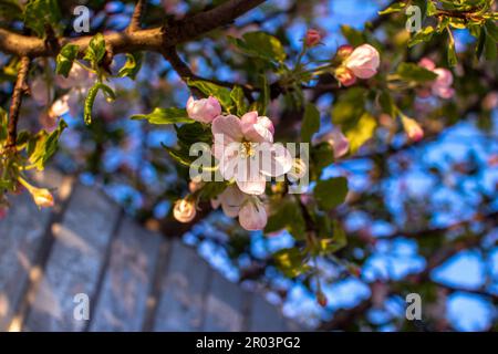 Wunderschöne blühende Apfelzweige und rosa Knospen mit weißen Blumen, die in einem Garten wachsen. Frühling-Natur-Hintergrund. Stockfoto