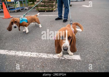 Zwei Beagle-Hunde an der Leine, die laufen Stockfoto