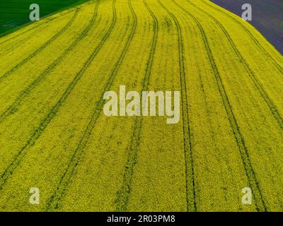 Draufsicht der Traktorketten in einem gelben Rapsfeld für natürlichen Hintergrund Stockfoto