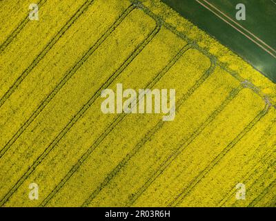 Draufsicht der Traktorketten in einem gelben Rapsfeld für natürlichen Hintergrund Stockfoto
