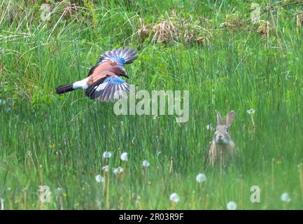 Oxford Island National Nature Reserve, Lough Neagh, County Armagh, Nordirland, Vereinigtes Königreich. Mai 2023. Wetter in Großbritannien – ein trockener und warmer Krönungstag mit sonnigen Anlässen. Ein jay im Flug über Grasland, beobachtet von einem Kaninchen in der späten Nachmittagssonne. Quelle: CAZIMB/Alamy Live News. Stockfoto