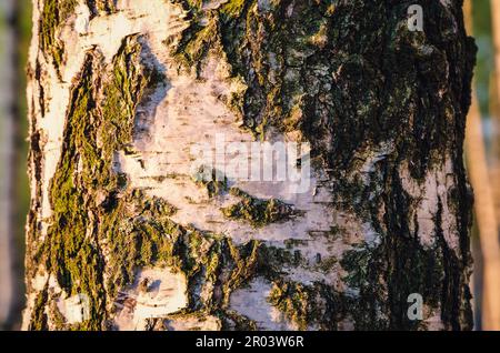 Baumstamm in Frühlingslandschaft. Laubbaum, Birke mit weißer Rinde. Foto mit geringer Schärfentiefe. Stockfoto