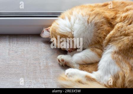 Die rote flauschige Katze schlief auf dem Fensterbrett. Süße Haustiere, schlafen und ausruhen. Stockfoto