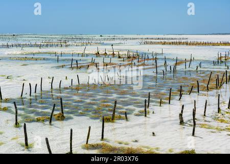 Seegarten mit Seetang auf der Insel Sansibar, Tansania, Ostafrika, aus nächster Nähe Stockfoto