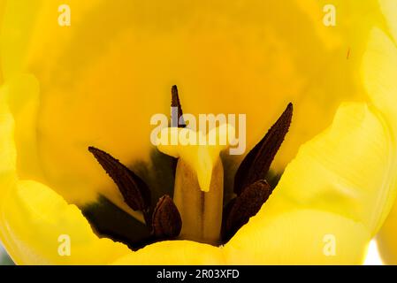 Eine Makroaufnahme einer blühenden gelben Tulpenknospe. Blühende Blumen. Stockfoto