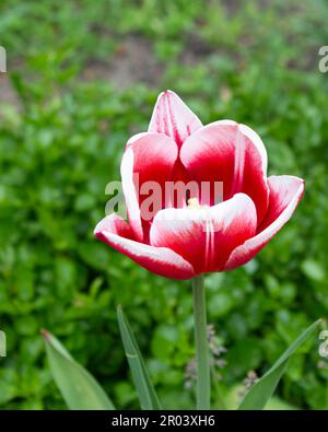 Eine wunderschöne karmesinrote Tulpe mit weißen Streifen auf den Blütenblättern. Eine Frühjahrsgärten-Pflanze. Nahaufnahme. Eine der schönsten Sorten. Stockfoto