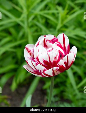 Eine wunderschöne, mehrblütige, karmesinrote Tulpe mit weißen Streifen auf den Blütenblättern. Terry Tulip. Eine Frühjahrsgärten-Pflanze. Nahaufnahme. Einer der schönsten Vari Stockfoto