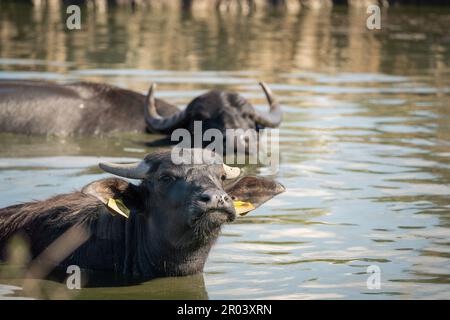 Zwei Wasserbüffel (Bubalus bubalis), die in einem ungarischen Reservat im Wasser baden. Sonniger Tag. Stockfoto