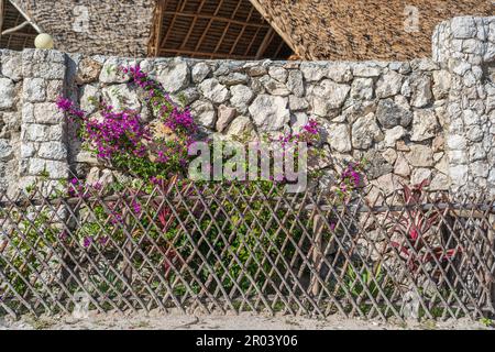 Blumenbeet mit Blumen und einem Holzzaun auf dem Hintergrund einer alten Steinmauer. Insel Sansibar, Tansania, Ostafrika. Schließen Stockfoto