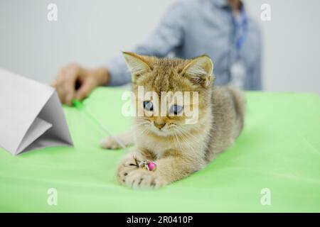 Ein Kätzchen der schottischen Hetero-Rasse liegt auf einem grünen Teppich und spielt mit einem Katzenspielzeug. Kopierraum, Nahaufnahme. Stockfoto