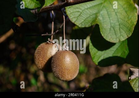 Zwei Kiwis, beleuchtet von Sonnenlicht, hängen an einem Ast. Nahaufnahme. Stockfoto