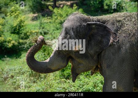 Porträt eines asiatischen Elefanten im Profil, der ein Strohbündel im Stamm hält. Horizontal, Nahaufnahme. Stockfoto