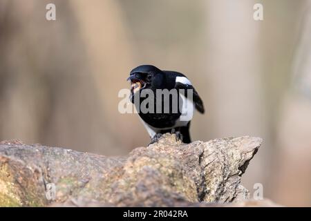 Elster Pica pica Nahaufnahme, wie sie einen Mehlwurm schluckt, während sie auf einem alten Baumstumpf hockt Stockfoto