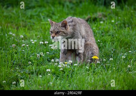 Eine Gefangene schottische Wildcat Felis silvestris silvestris nimmt eine aggressive Haltung inmitten wildes Graslands ein Stockfoto