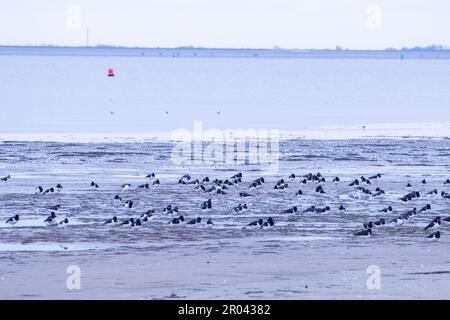 Gruppe von Austernbrüten, die morgens am Strand auf der friesischen Insel Schiermonnikoog in den Niederlanden stehen Stockfoto