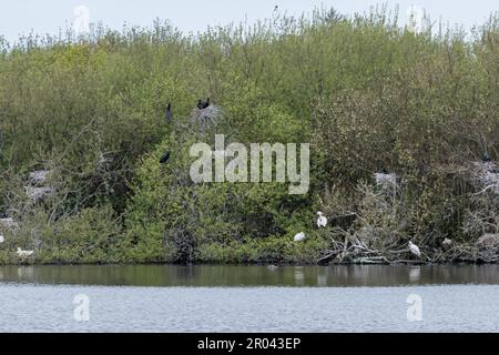 Kormorane und kleine Reiher, die in Bäumen essen Stockfoto