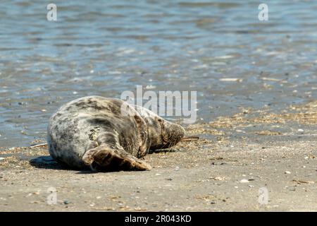 Seehund ist fast tot, Ruhe in Frieden Stockfoto