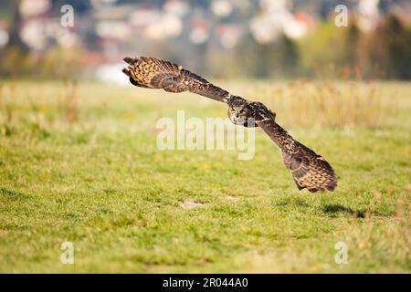 Eurasische Adlereule, Bubo bubo, in natürlicher Umgebung.Wildlife Szene aus der Natur. Vogel im Flug, Eulenverhalten Stockfoto