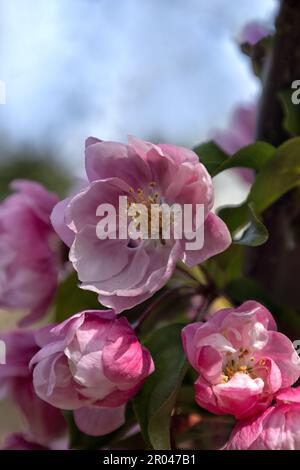 Nahaufnahme der Krabbenapfelblüten (Malus „Van Eseltine“) in einem Garten im Frühling Stockfoto