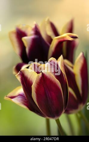 Nahaufnahme der sonnigen Blumen von Tulipa „Gavota“ in einem Garten im Frühling Stockfoto