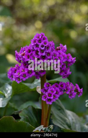 Nahaufnahme der Blüten von Bergenia cordifolia "Purpurea" in einem Garten im Frühling Stockfoto