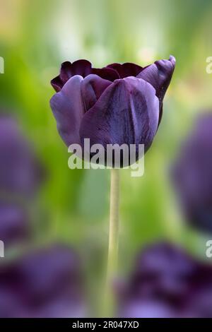 Nahaufnahme der sonnenbeleuchteten Blume von Tulipa „Paul Scherer“ in einem Garten im Frühling Stockfoto