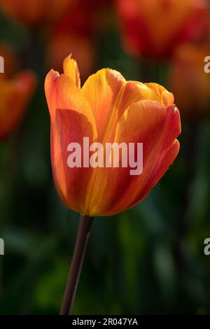 Nahaufnahme der sonnenbeleuchteten Blume von Tulipa „Annie Schilder“ in einem Garten im Frühling Stockfoto