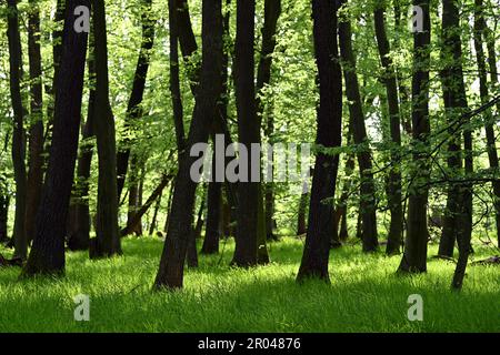 Üppig grüner Wald mit hohen Bäumen und sonnendurchflutetem Gras im Frühling Stockfoto