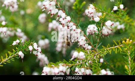 Erica Vagans, kornische Heide, wandernde Heide mit Bienen, die Pollen sammeln. Nahaufnahme horizontal Stockfoto