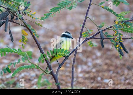 Der große Kiskadee ist auch bekannt als Bem-te-vi, der unter Regen auf dem Ast steht. Art Pitangus sulfuratus. Stockfoto