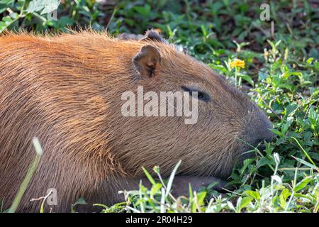 Südamerikanische Capybara REM Nahaufnahme und selektiver Fokus Stockfoto