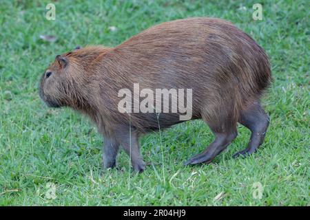 Südamerikanische Capybara REM Nahaufnahme und selektiver Fokus Stockfoto