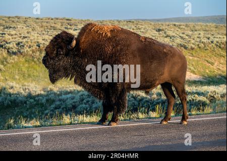 Bisons stehen auf der Straße und schnüffeln in der Luft im Hayden Valley Stockfoto