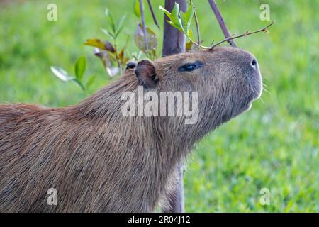 Südamerikanische Capybara REM Nahaufnahme und selektiver Fokus Stockfoto