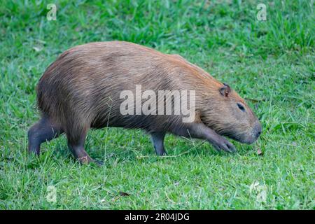 Südamerikanische Capybara REM Nahaufnahme und selektiver Fokus Stockfoto