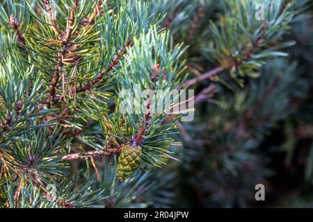 Pinus sylvestris oder schottischer Kiefernzapfen, der im Sommer auf dem Baum wächst, aus der Nähe Stockfoto