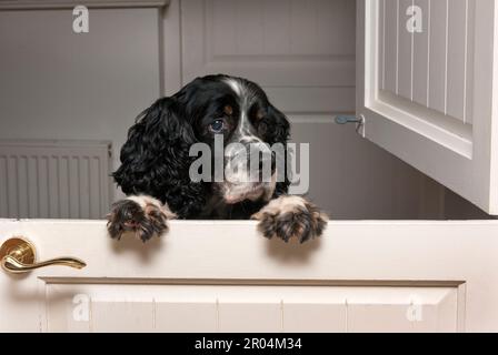 Springer Spaniel springen bis zu stabilen Tür Stockfoto