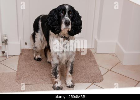 Springer Spaniel, männlichen Erwachsenen im Alter von 10, stehend auf Matte durch innere Tür Stockfoto