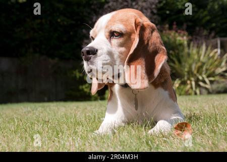 Beagle-Hund, junger Erwachsener im Freien, liegt auf Gras Stockfoto