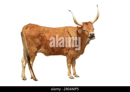 Longhorn-Rinder sind wahrhaftig ein Symbol der westlichen Grenze und bleiben ein wichtiger Teil der Rindfleischindustrie in den Vereinigten Staaten. Longhornkuh isoliert Stockfoto
