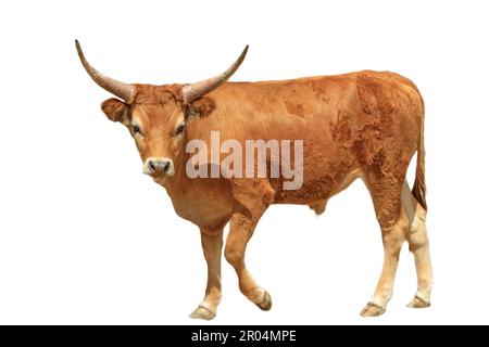 Longhorns-Rinder sind ein Symbol des Wilden Westens und ein wichtiger Teil der US-Rindfleischindustrie. Longhornkuh isoliert auf weißem Hintergrund. Stockfoto