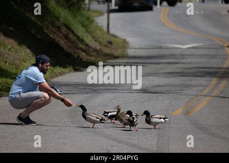Cortlandt, New York, USA. 6. Mai 2023. DEVIN KUBICHKO aus Cortlandt, New Yorks Wasserbehörde, nimmt sich eine Sekunde Zeit, um die Enten kurz vor einer Rallye zu füttern, um den Protest des HOLTEC Interanational im Waterfront Park in Verplanck in Cortlandt, New York, zu retten. HOLTEC International plant, im Rahmen des Stilllegungsprozesses 1 Millionen Gallonen radioaktives Wasser in den Hudson River abzuleiten. (Kreditbild: © Brian Branch Price/ZUMA Press Wire) NUR REDAKTIONELLE VERWENDUNG! Nicht für den kommerziellen GEBRAUCH! Stockfoto
