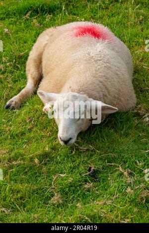 Schafe auf einer Wiese in der Nähe des Dorfes Betws-y-Coed. Stockfoto