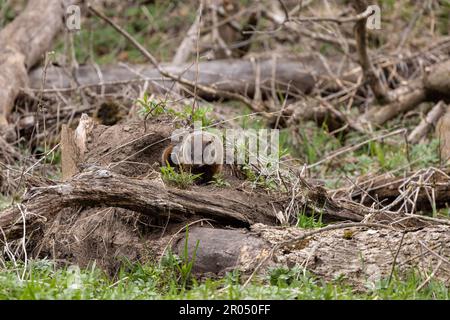 Im Frühling auf einem Baum im Wald. Stockfoto
