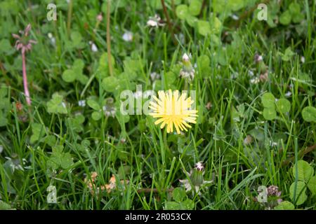 Löwenzahn Stockfoto