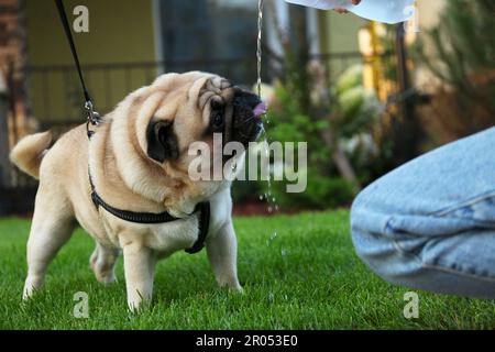 Der Besitzer goss Wasser aus der Flasche, um auf dem Rasen zu spazieren und zu schließen. Hundegang Stockfoto